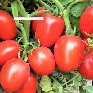 Rio Grande Tomato Seeds - Vegetable Seeds - BOGO